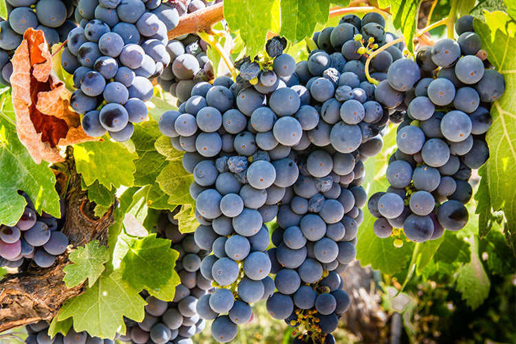 Sangiovese Grosso 1