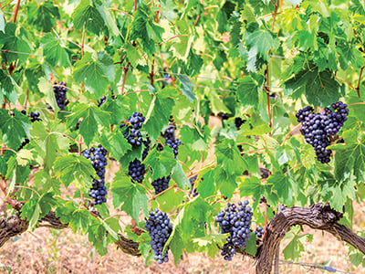 Sangiovese Grosso 2