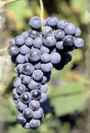 Schioppettino 1
