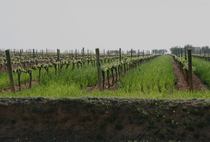 Segura Viudas