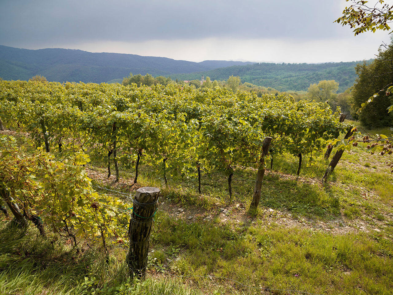 Sirch Azienda Agricola