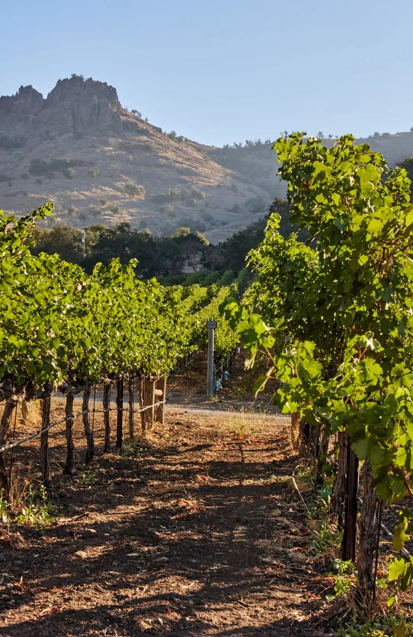 Stag's Leap (Antinori)