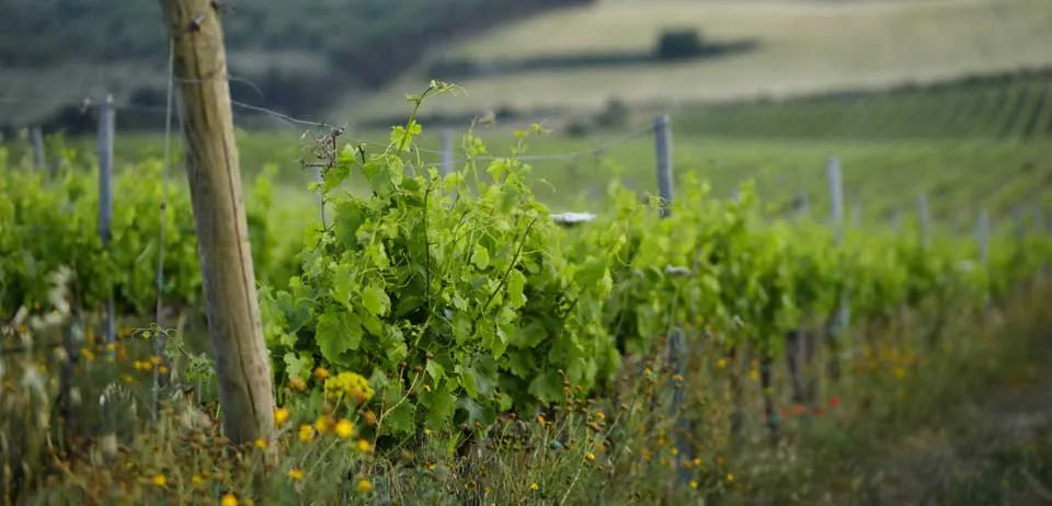 Su'Entu Cantine