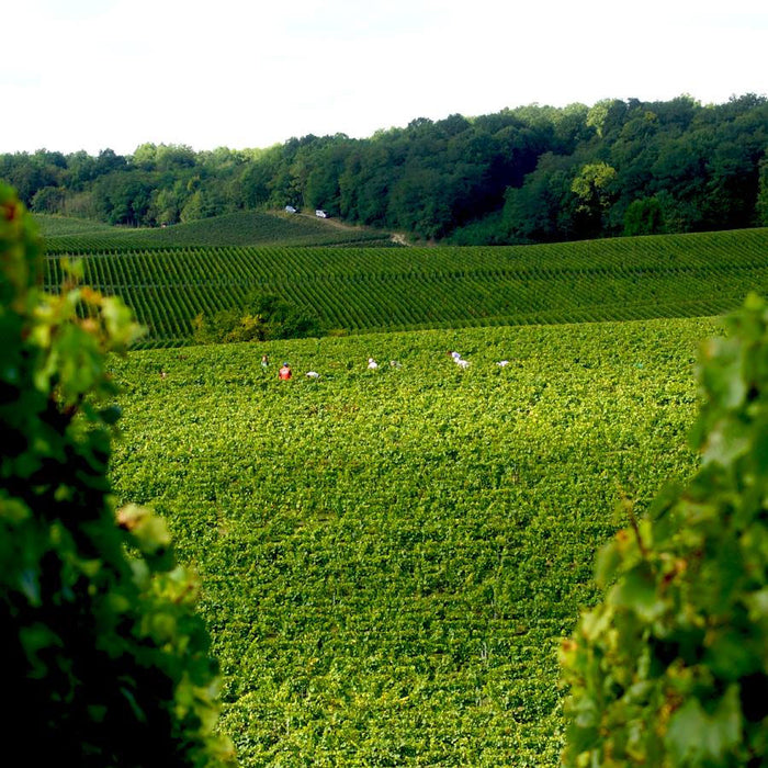 Taittinger