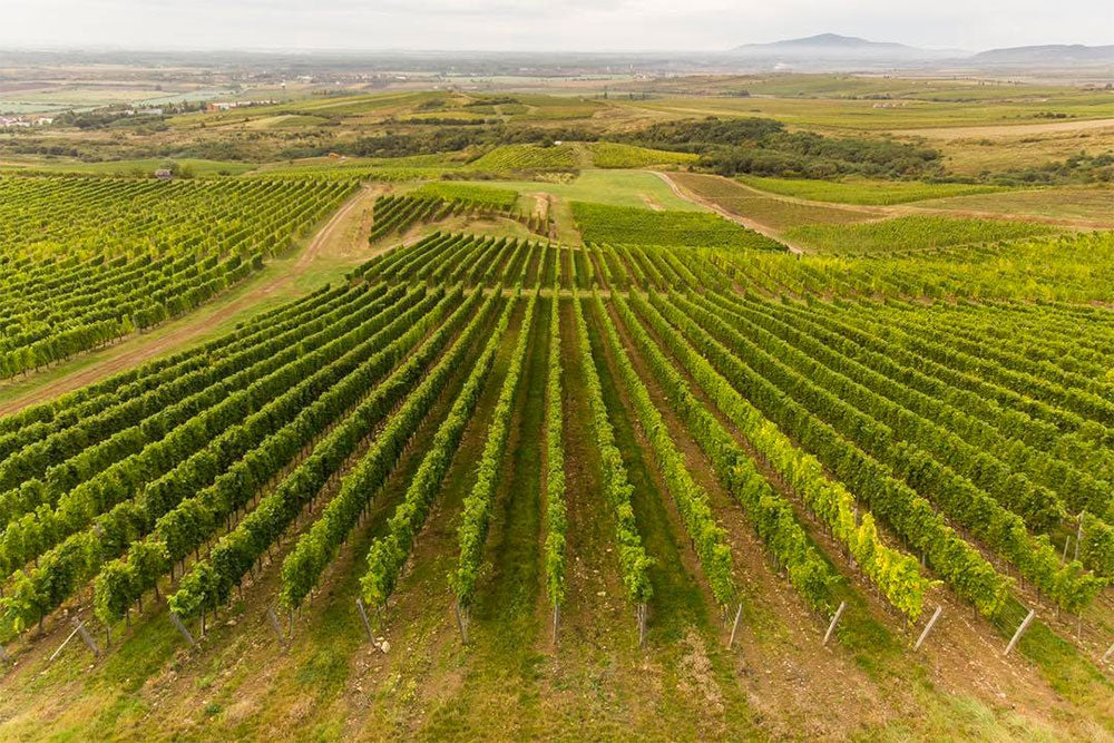 Tempos Vega Sicilia