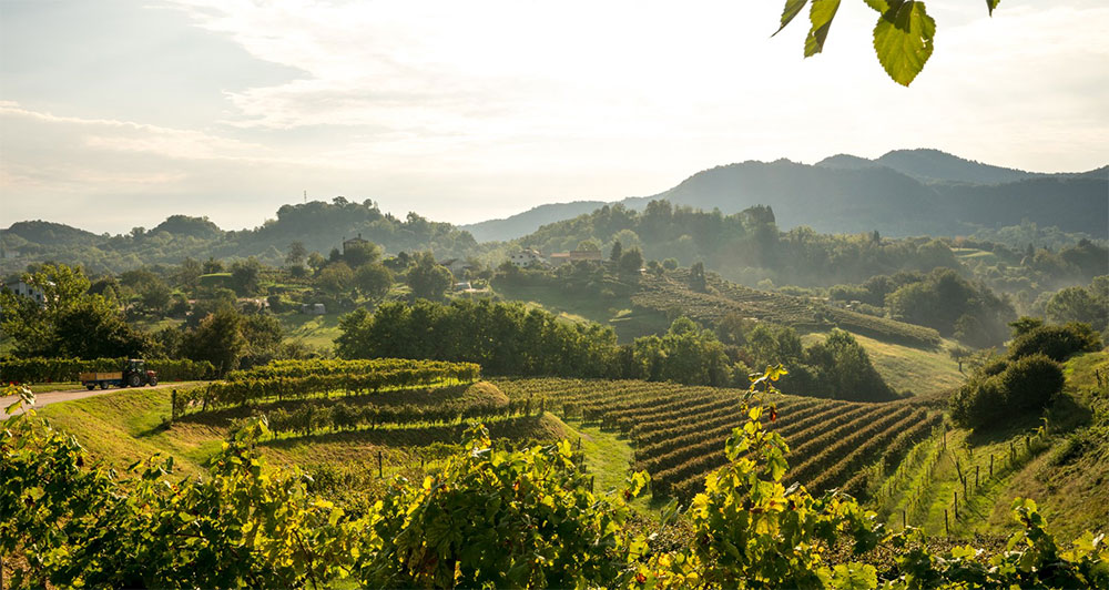 Tenuta Amadio