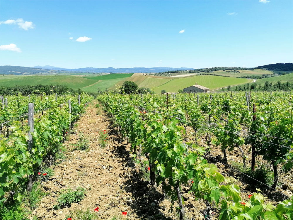 Tenuta Aquilaia (Uggiano)