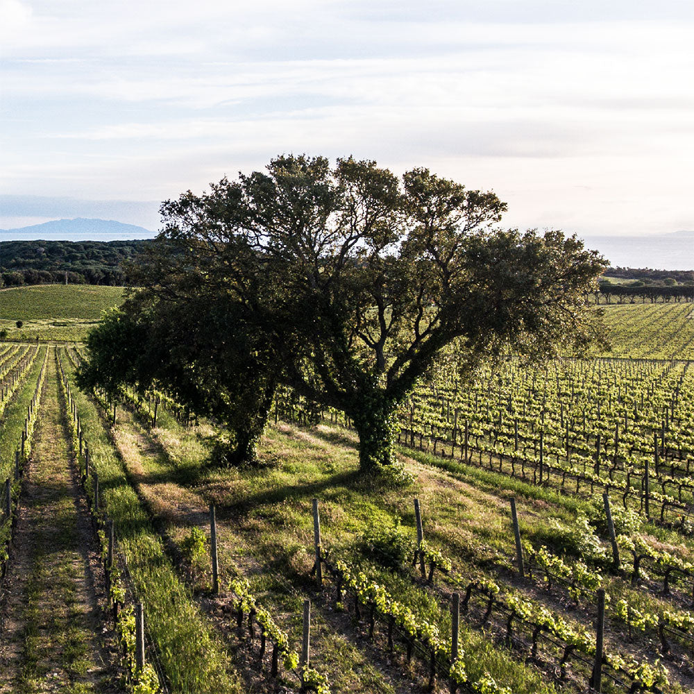 Tenuta Argentiera