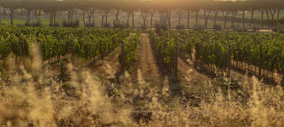Tenuta Argentiera