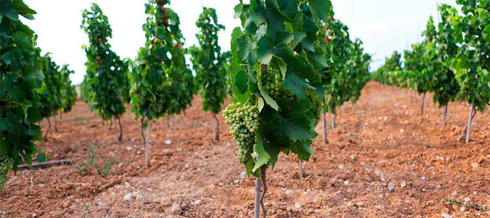 Tenuta Bastonaca