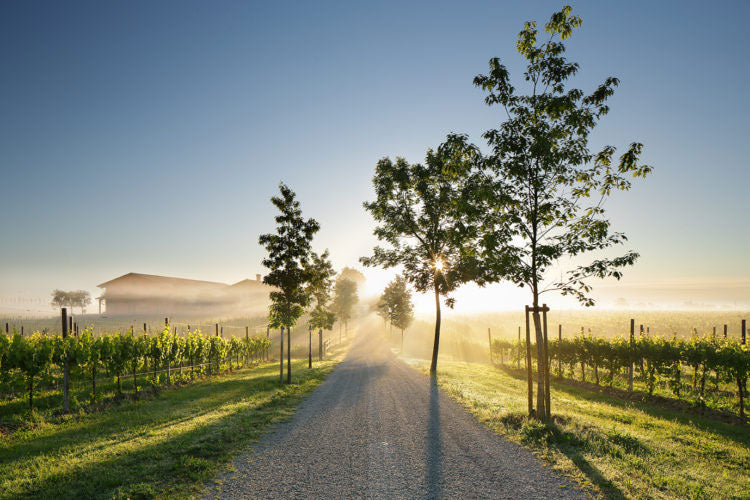 Tenuta Bosco Albano
