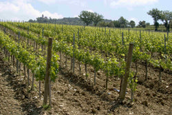 Tenuta Brunelli