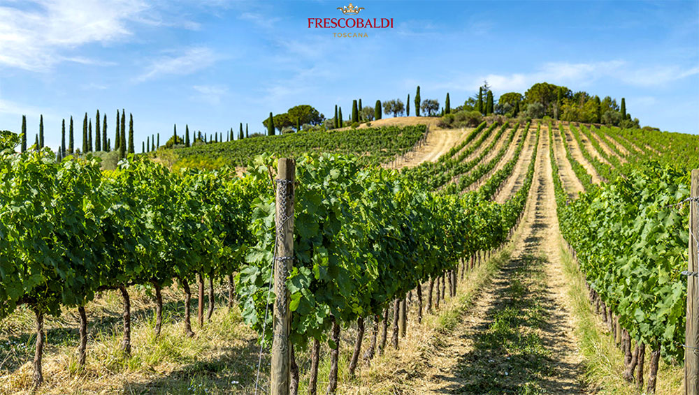 Tenuta Calimaia - Frescobaldi