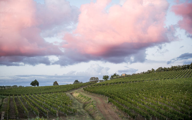 Tenuta Casenuove