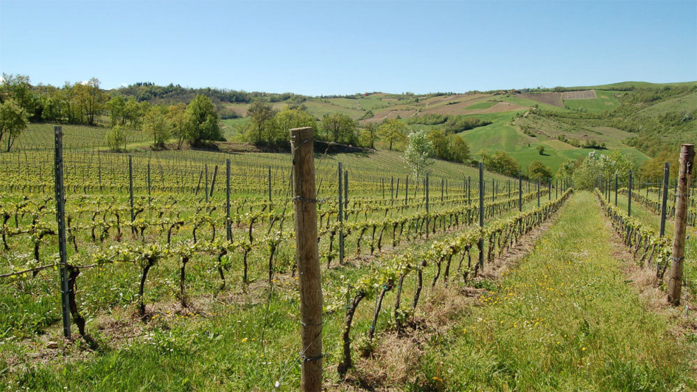 Tenuta Caseo
