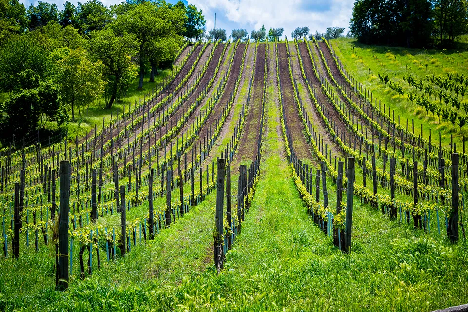 Tenuta Cavalier Pepe