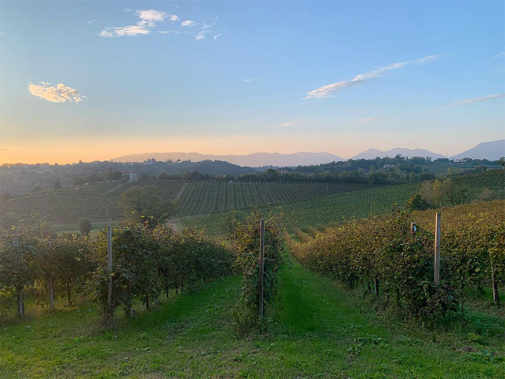 Tenuta di Collalbrigo
