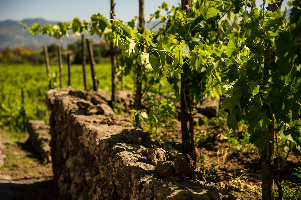 Tenuta di Fessina