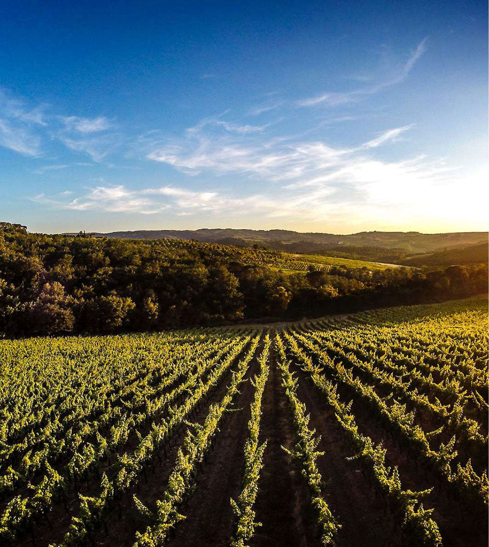 Tenuta di Nozzole (Folonari)