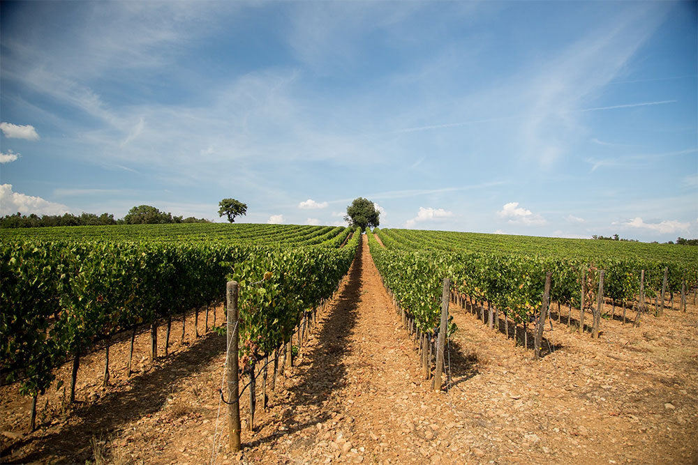 Tenuta di Sesta
