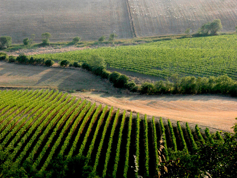 Tenuta Ghiaccio Forte