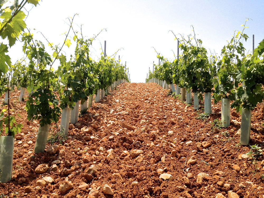Tenuta Ghiaccio Forte