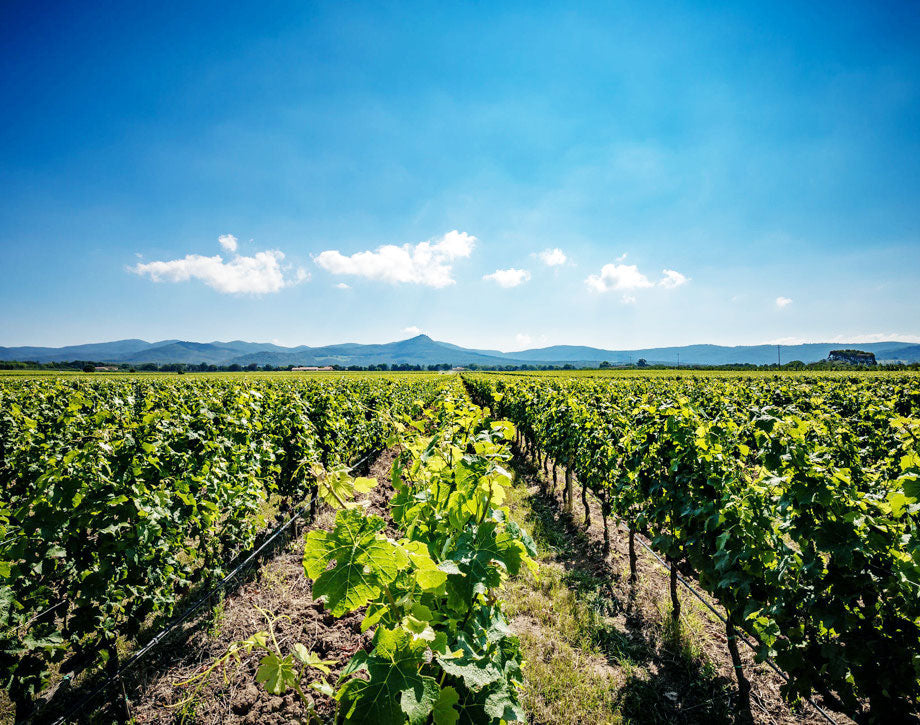 Tenuta Guado al Tasso (Antinori)
