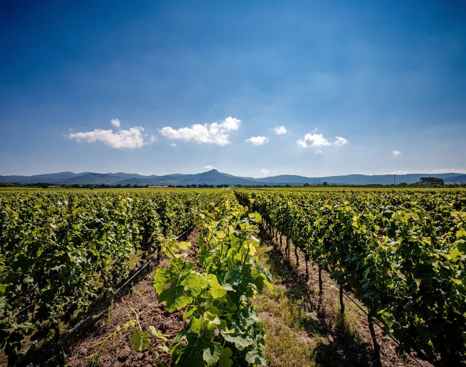 Tenuta Guado al Tasso (Antinori)