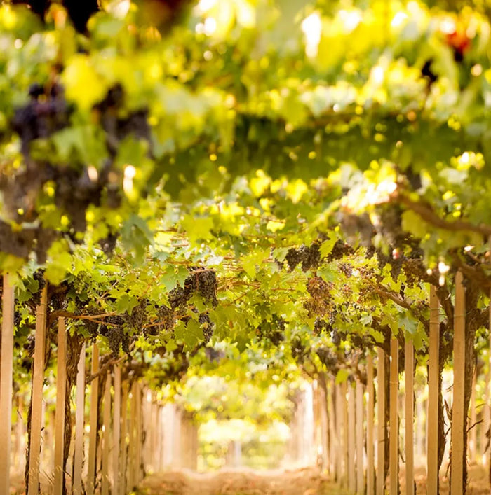 Tenuta I Fauri