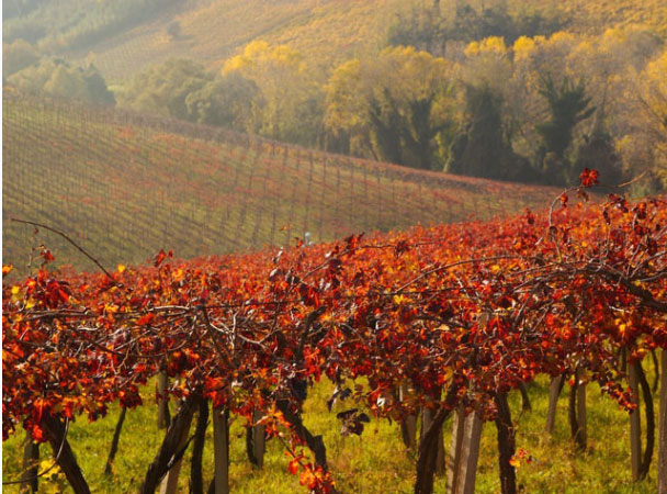 Tenuta I Fauri
