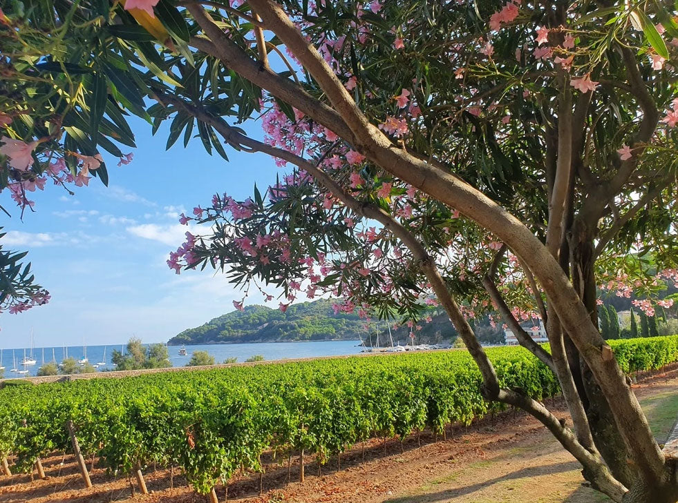 Tenuta La Chiusa