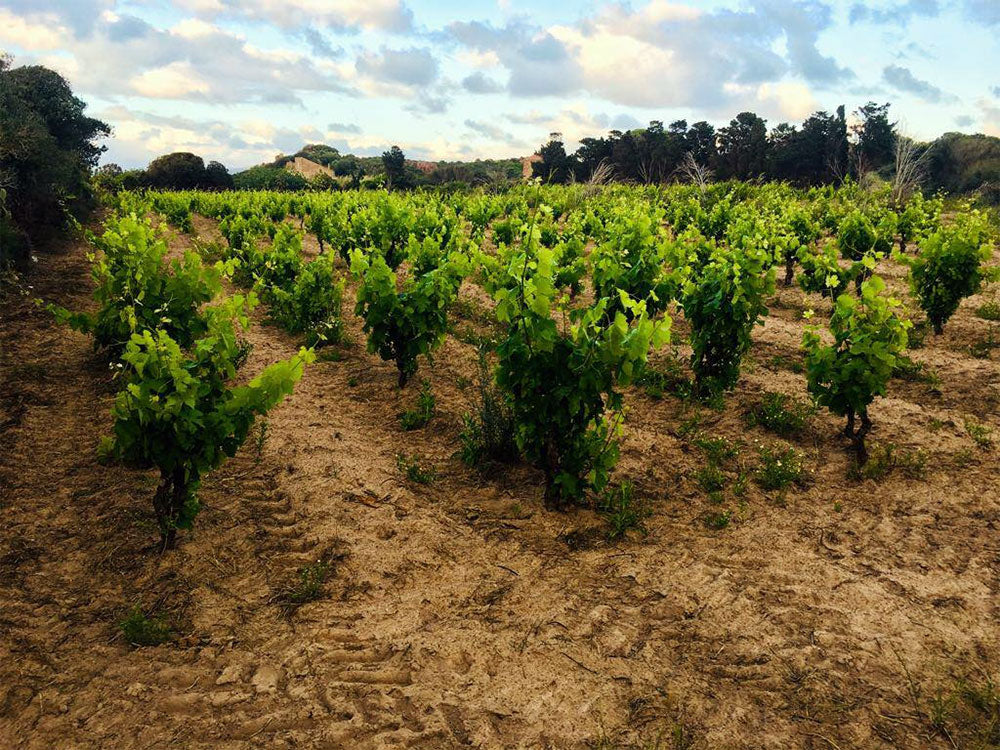 Tenuta La Sabbiosa - Biomar