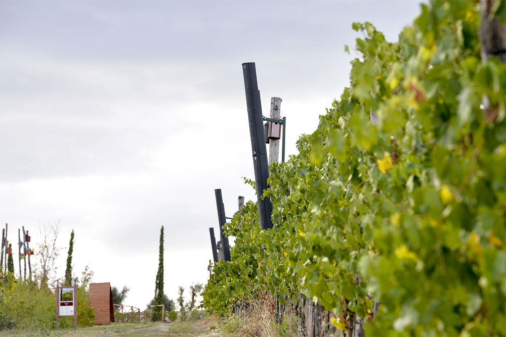 Tenuta Mara