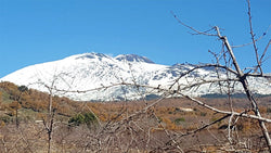 Tenuta Masseria Setteporte