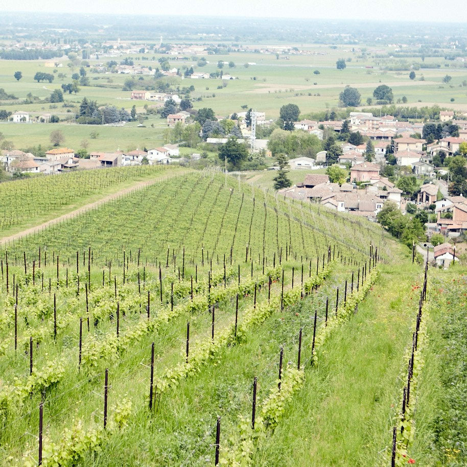 Tenuta Mazzolino
