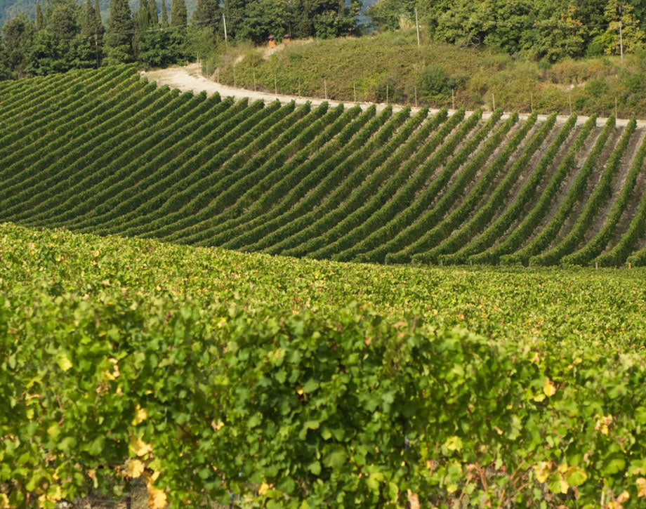 Tenuta Monteloro (Antinori)
