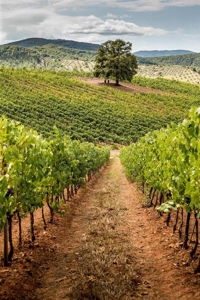 Tenuta Moraia (Tenute Piccini)