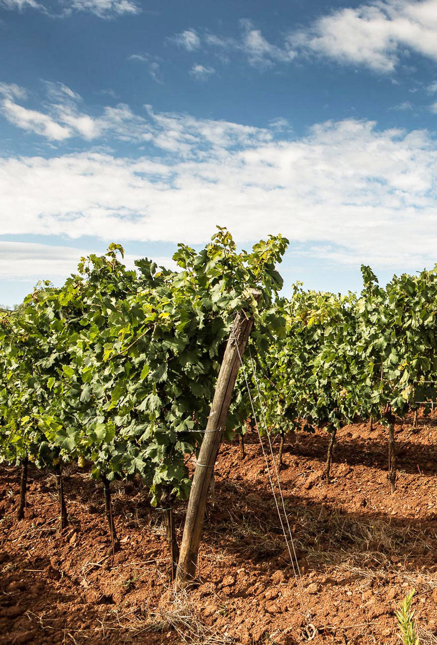 Tenuta Moraia (Tenute Piccini)