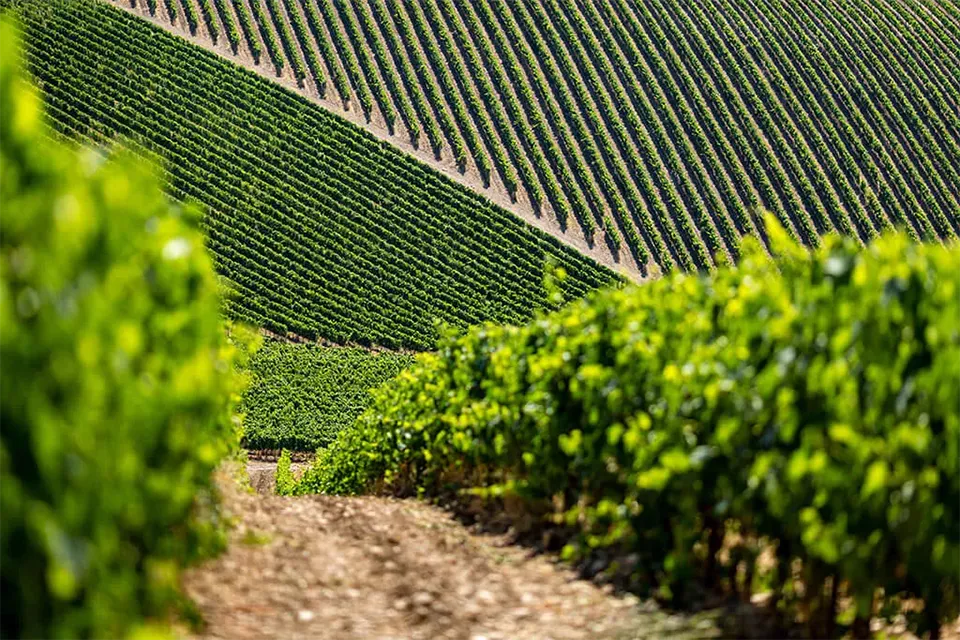 Tenuta Perano - Frescobaldi