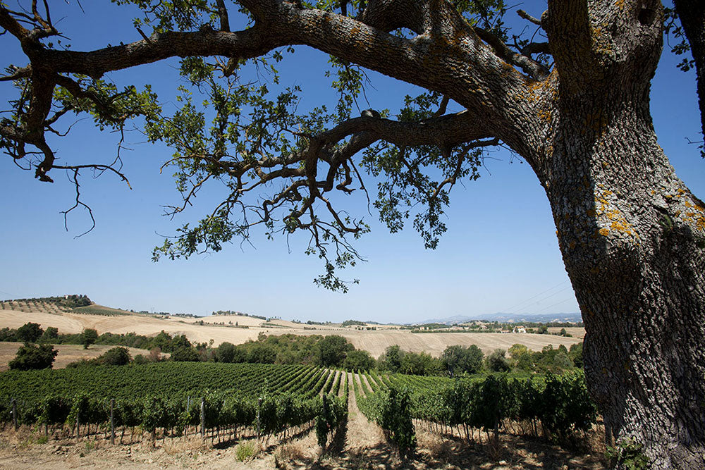 Tenuta Ribusieri