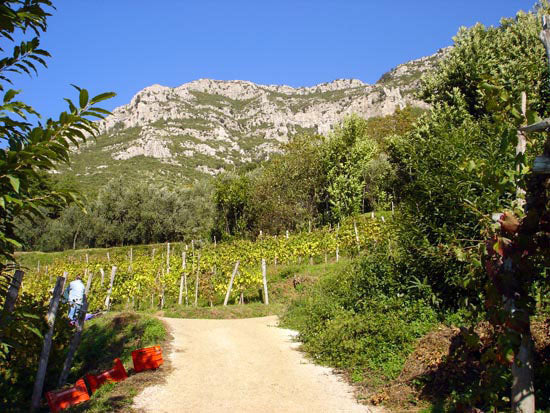 Tenuta San Francesco