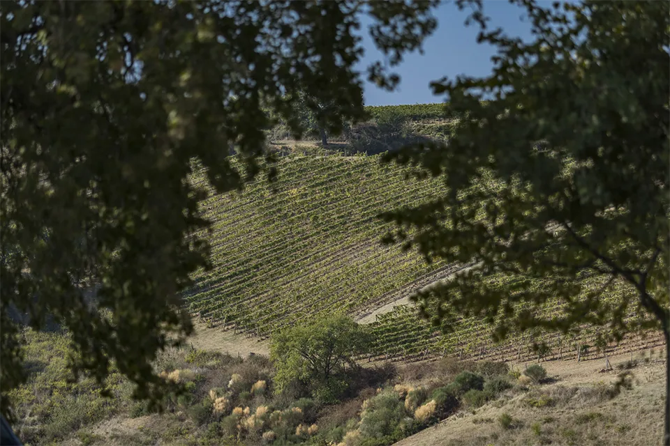 Tenuta San Giorgio