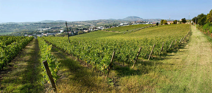 Tenuta Sant'Aquilina
