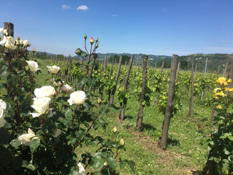 Tenuta Santa Lucia