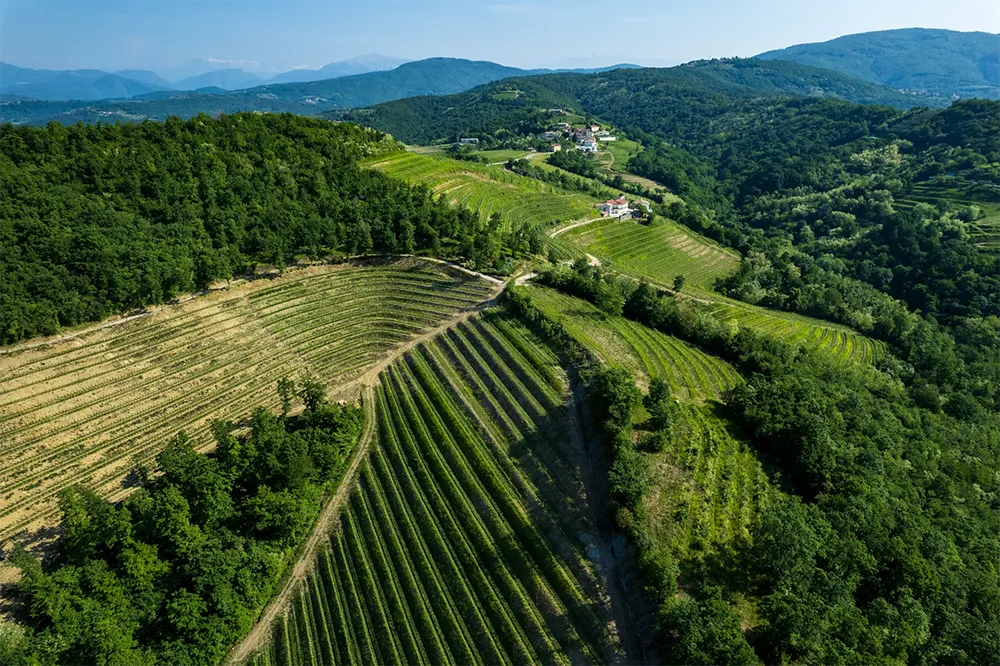 Tenuta Stella