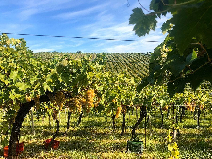 Tenuta Terraviva