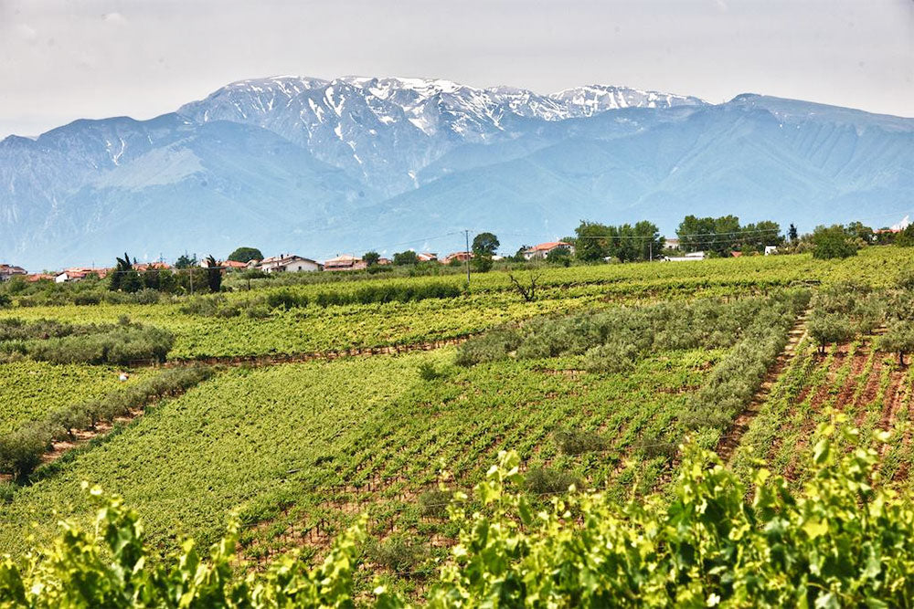 Tenuta Ulisse