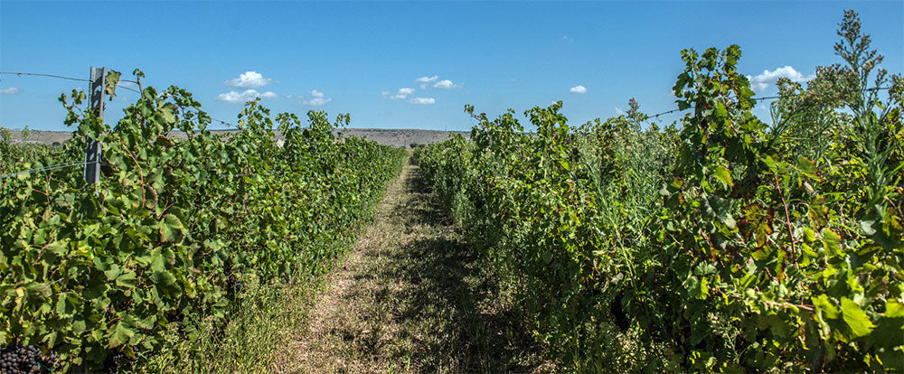 Tenuta Viglione
