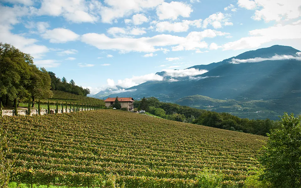 Tenute Lunelli - Tenuta Margon