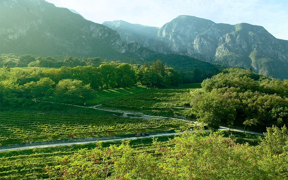 Tenute Lunelli - Tenuta Margon